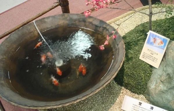 名古屋港水族館で「KINGYO～四季が彩る日本の金魚文化～」開催！金魚の多様性を体感