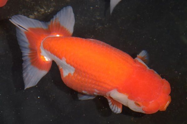 名古屋港水族館で「KINGYO～四季が彩る日本の金魚文化～」開催！金魚の多様性を体感
