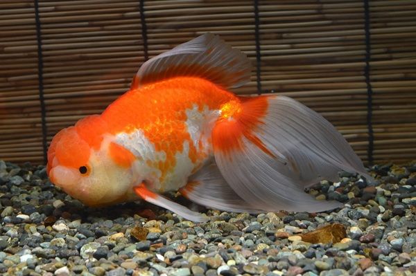 名古屋港水族館で「KINGYO～四季が彩る日本の金魚文化～」開催！金魚の多様性を体感