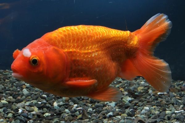 名古屋港水族館で「KINGYO～四季が彩る日本の金魚文化～」開催！金魚の多様性を体感