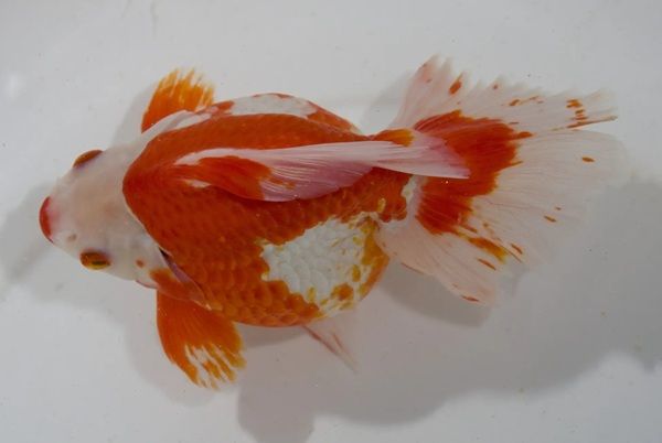 名古屋港水族館で「KINGYO～四季が彩る日本の金魚文化～」開催！金魚の多様性を体感