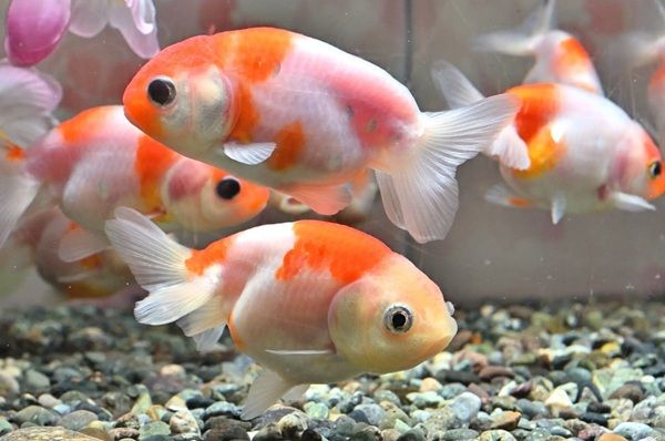 名古屋港水族館で「KINGYO～四季が彩る日本の金魚文化～」開催！金魚の多様性を体感