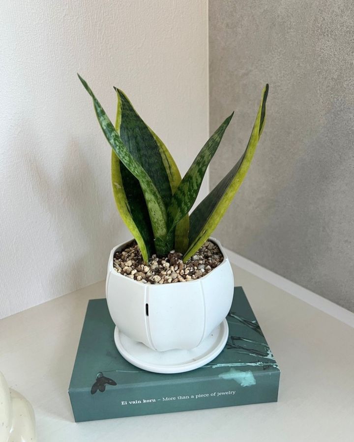 初心者でも育てやすい観葉植物サンスベリア