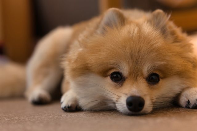 犬