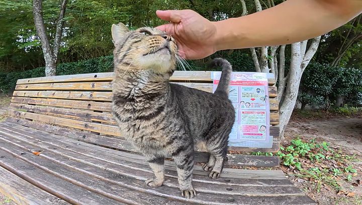 ナデナデされる猫