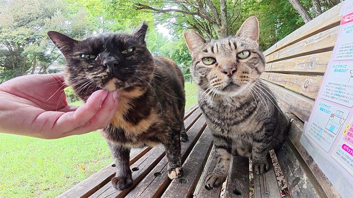 競うように甘えてくる猫達