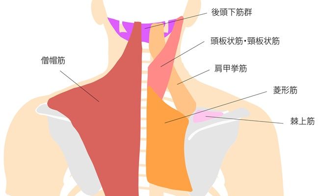 肩周りの筋肉