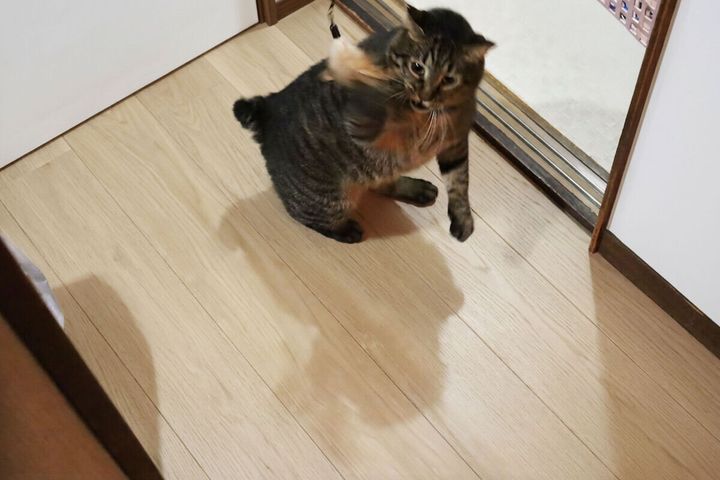 茶トラの猫がねこじゃらしに飛びつこうとジャンプしている瞬間