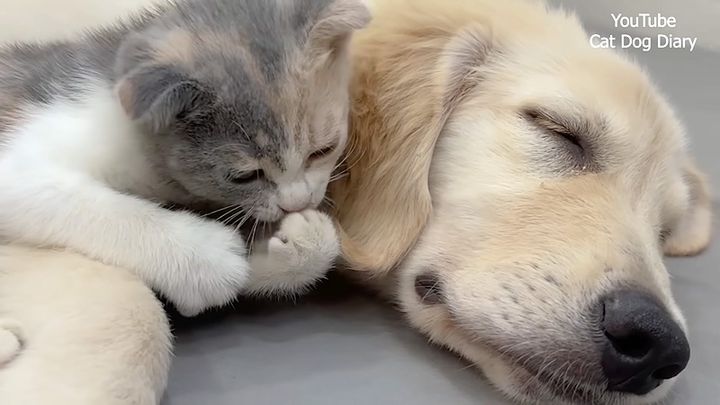 犬のことが大好きになった子猫