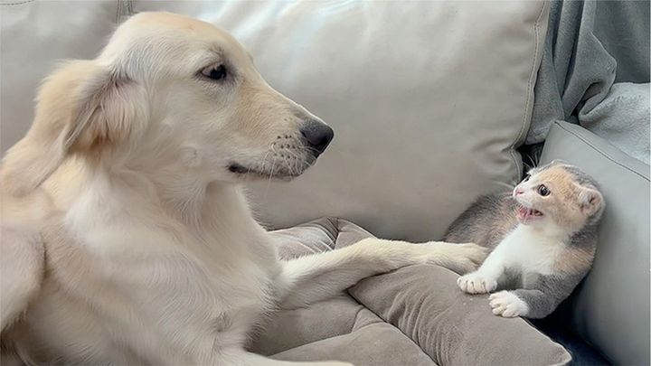 犬を怖がる子猫