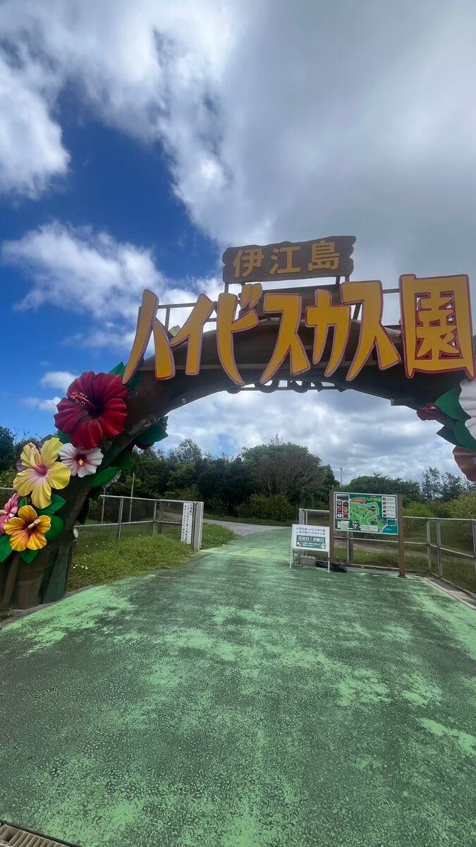 ハイビスカス