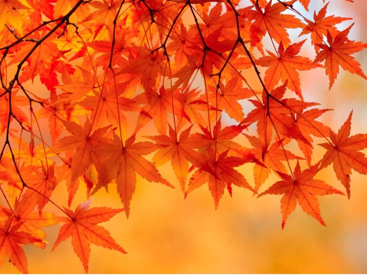 9月12日は「秋のメープルもみじの日」です。広島県にゆかりのある日付の由来から、なぜ「秋の」と付いているのかという理由まで詳しく紹介します。
