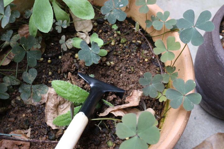 鉢植えの土にレーキを差し込み雑草を掻き出す様子