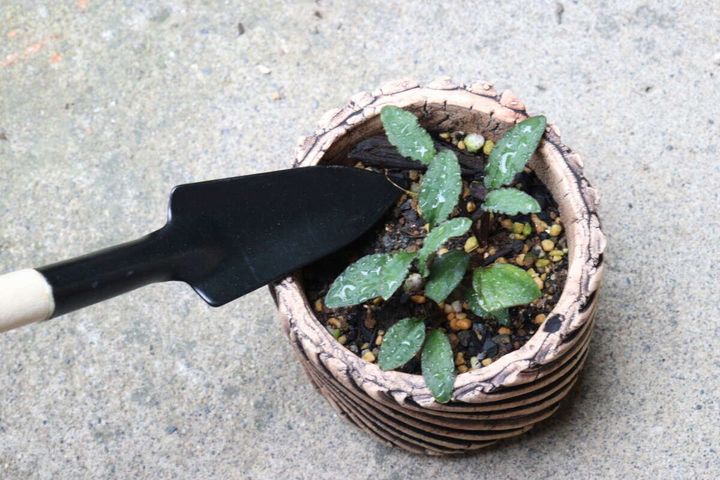 小さな鉢植えの植物の横にスコップを置いている様子