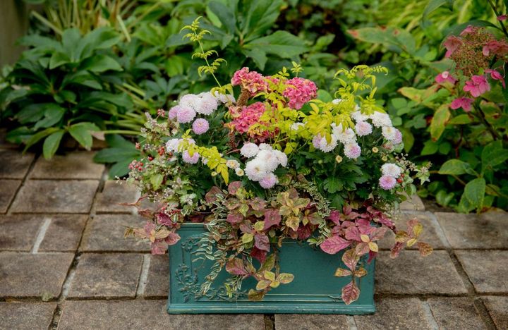 マムの寄せ植え