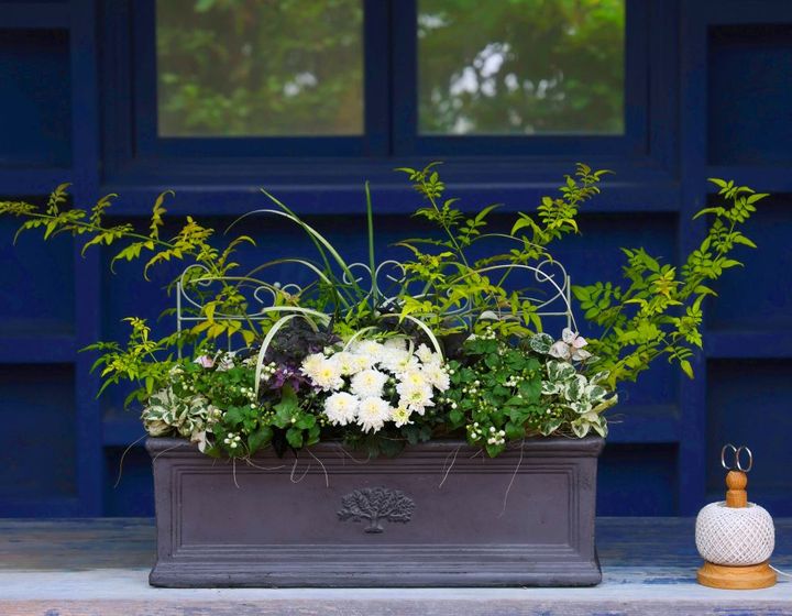 マムの寄せ植え