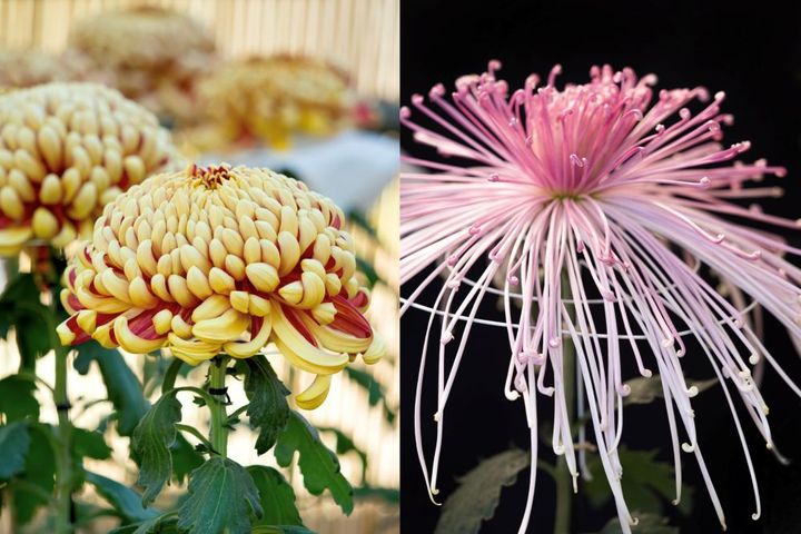 大菊