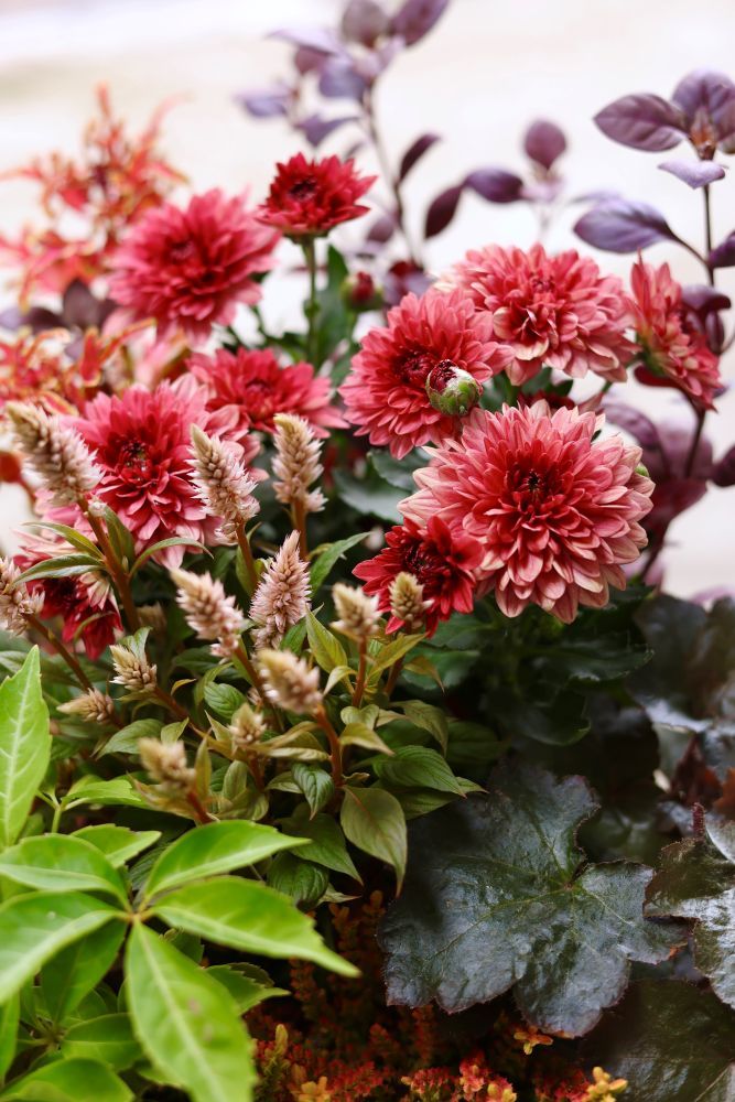 マムの寄せ植え