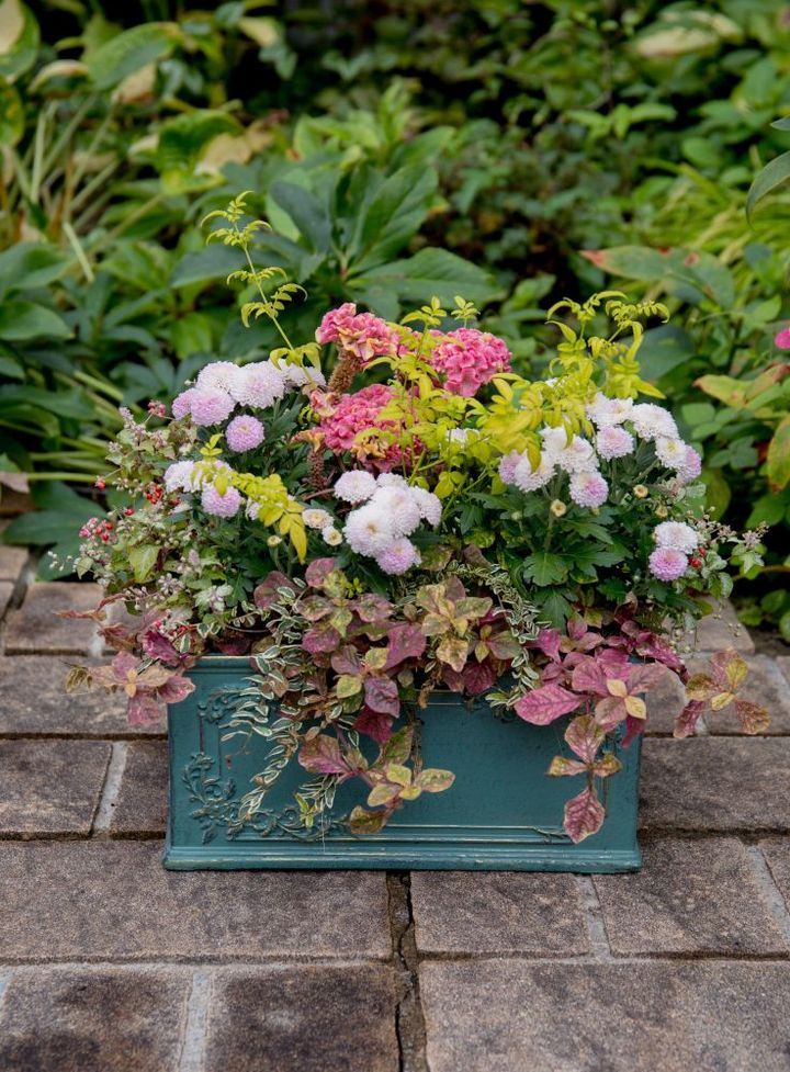 マムの寄せ植え