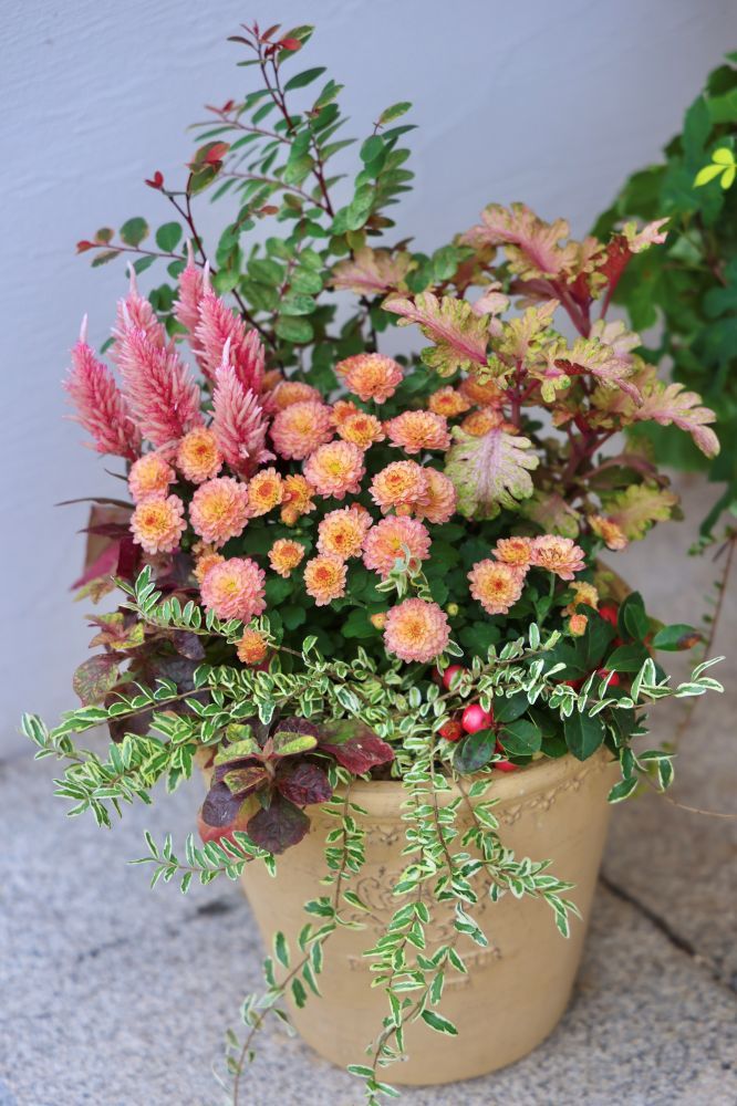 マムの寄せ植え
