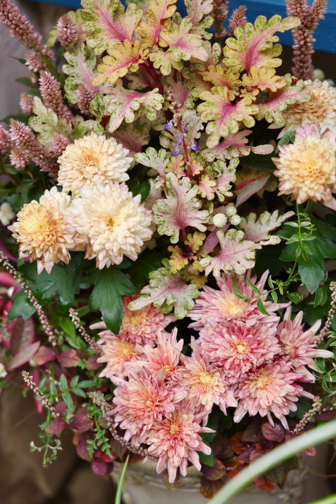 マムの寄せ植え
