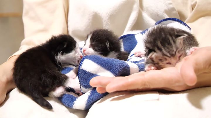 膝の上でなく子猫達
