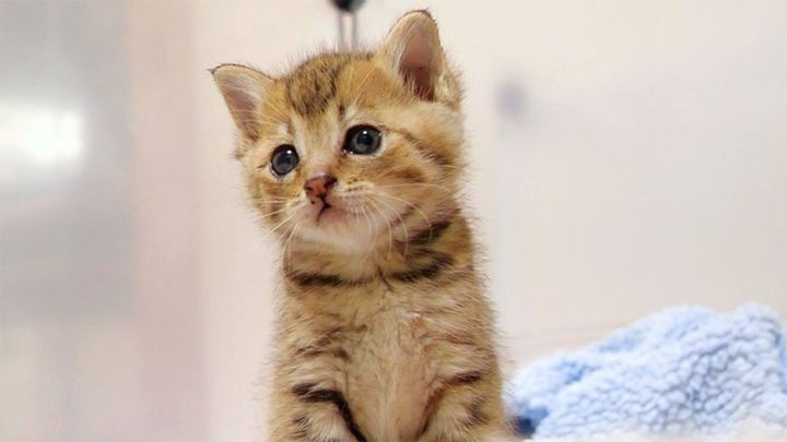 小さな鳴き声を不思議そうに聴く子猫