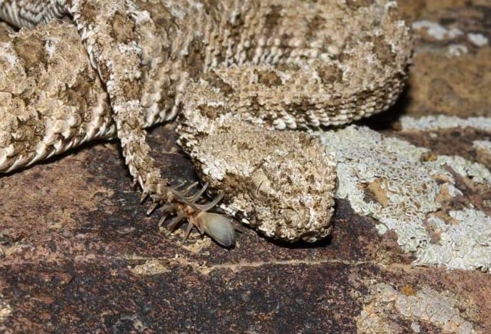 クモの尾を持つヘビ Pseudocerastes urarachnoides の写真