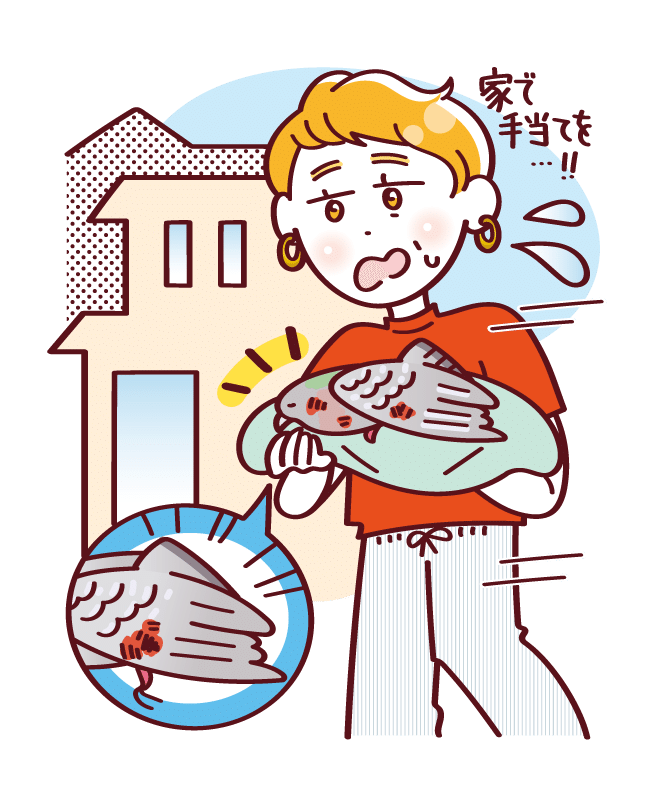【Case7】「けがをした鳥を保護」は違法になる？