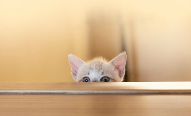 動物 怖がる ネコ