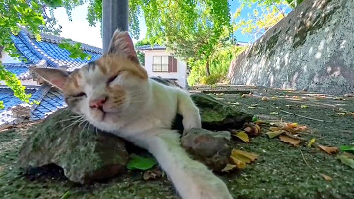 神社の階段の途中で寝ていた猫