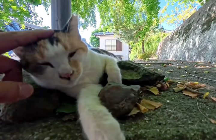 ナデナデされる猫