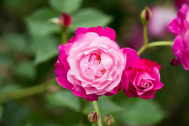 鉢でオールドローズを育てたい方におすすめの‘ソフィーズ パーペチュアル’。内側の花色が薄いカップ咲きで、晩秋まで繰り返し咲きます。樹高は1ｍ前後。