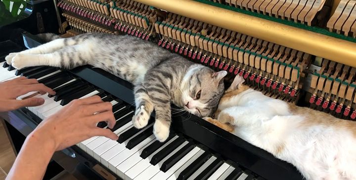 ピアノマッサージを味わう猫達