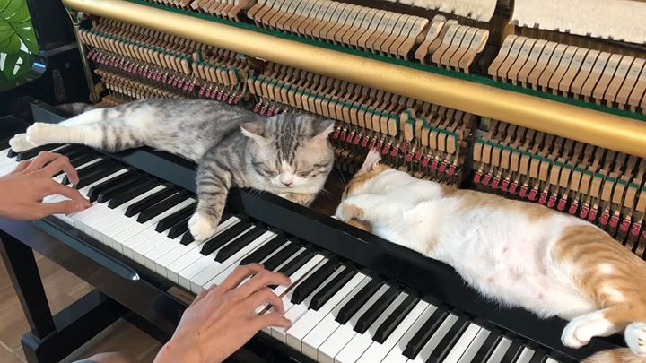 ピアノマッサージを味わう猫達
