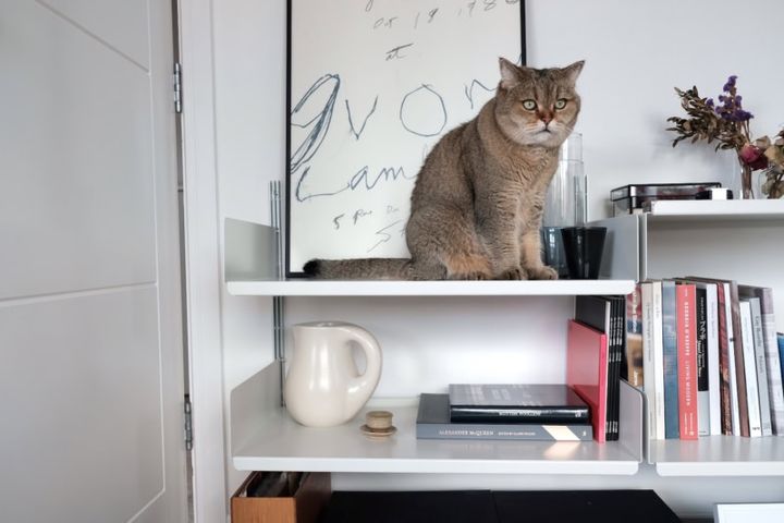 最上段で昼寝をし、ときには悠々とリビングを俯瞰し、さらにはキャットウォークよろしく歩きまわったり、インテリアの一部と化しています。