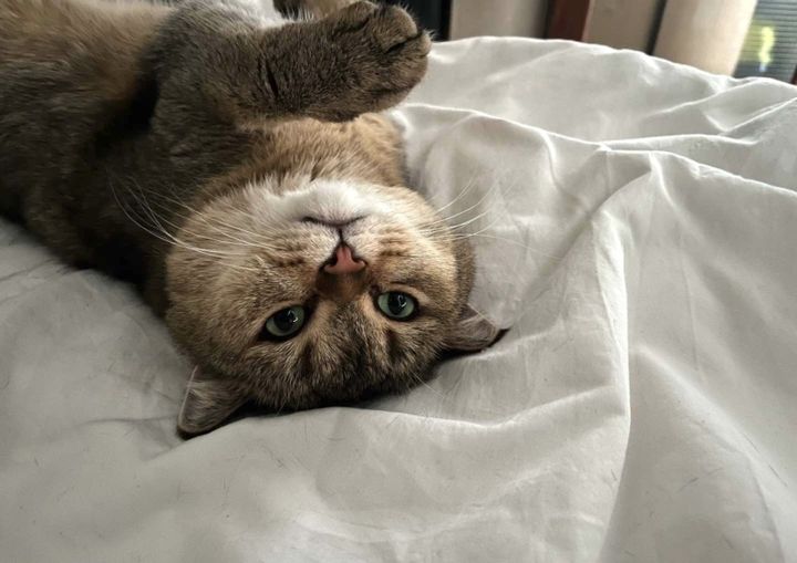 イギリスで猫の魅力にハマる！夫からのサプライズプレゼント