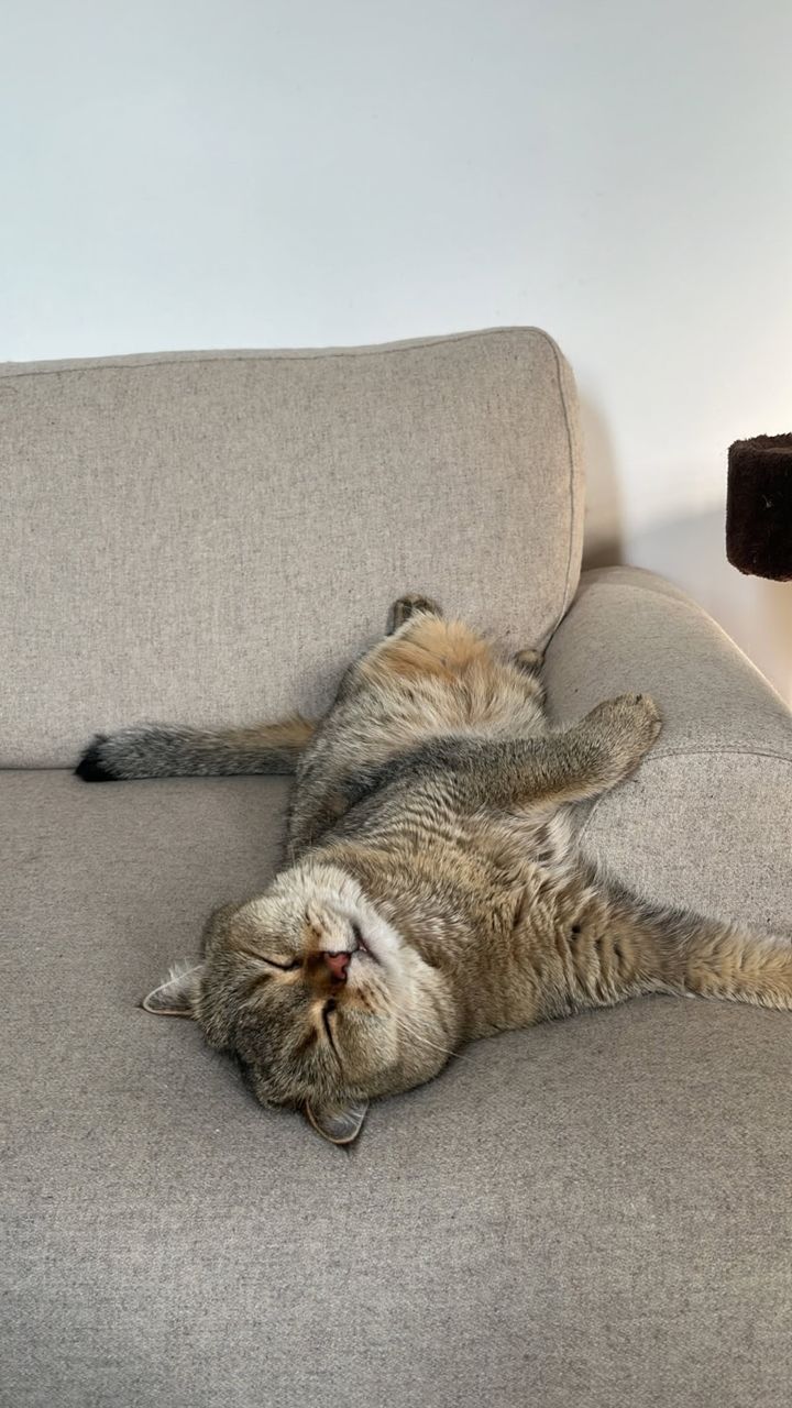 「タオが来る前、何してたっけ？」猫が暮らしの真ん中に来て変わったこと