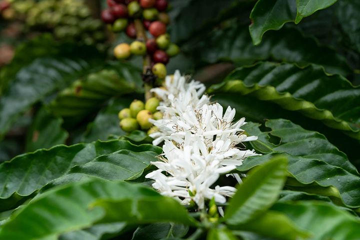 コーヒーの花