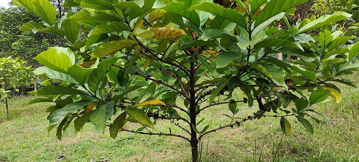 リベリカコーヒーノキ Coffea liberica