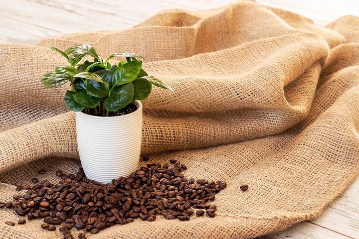 コーヒーノキ