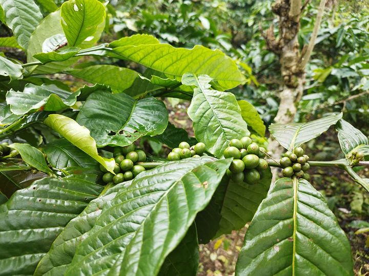 ロブスタコーヒーノキ（カネフォラ種） Coffea canephora