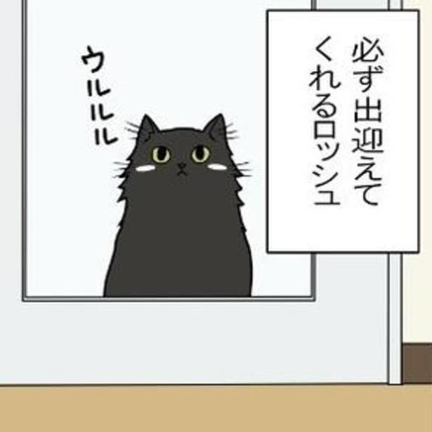 帰宅すると出迎えてくれる黒猫ロッシュ。 もちこ(@mogutchecho)