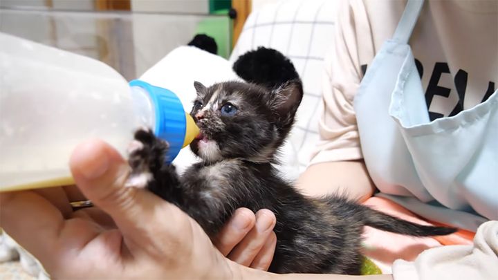 ミルクを飲む子猫