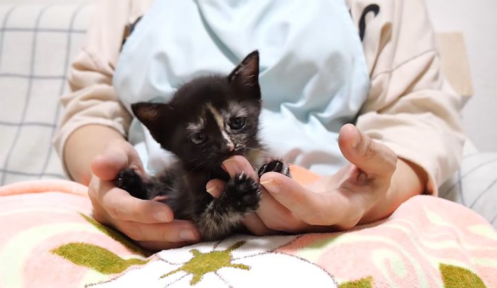 指をチュパチュパする子猫