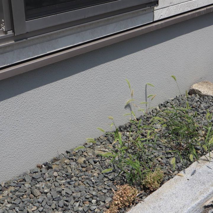 庭 人気運 下がる