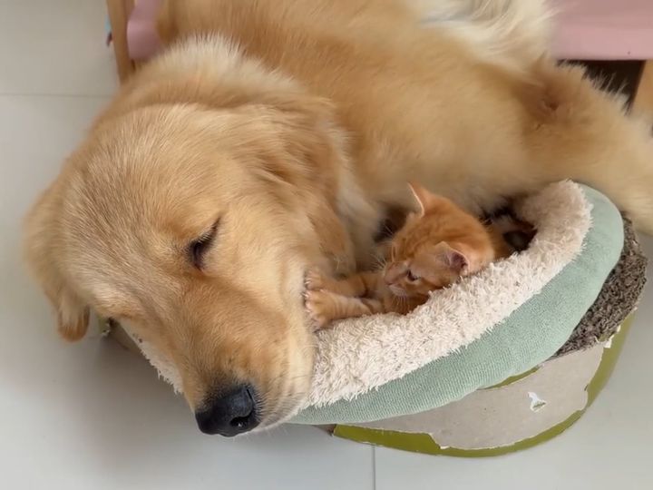 やんちゃな子猫2匹をお世話する、心優しいゴールデンレトリバー