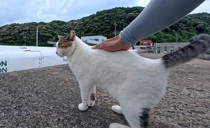 ナデナデされる猫