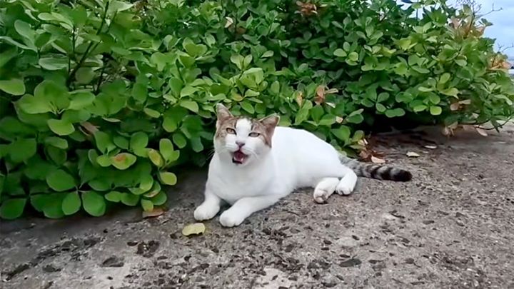 防波堤のよく喋る猫