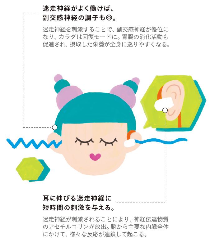 迷走神経がよく働けば、副交感神経の調子も◎迷走神経を刺激することで、副交感神経が優位になり、カラダは回復モードに。胃腸の消化活動も促進され、摂取した栄養が全身に巡りやすくなる。耳に伸びる迷走神経に短時間の刺激を与える。迷走神経が刺激されることにより、神経伝達物質のアセチルコリンが放出。脳から主要な内臓全体にかけて、様々な反応が連鎖して起こる。